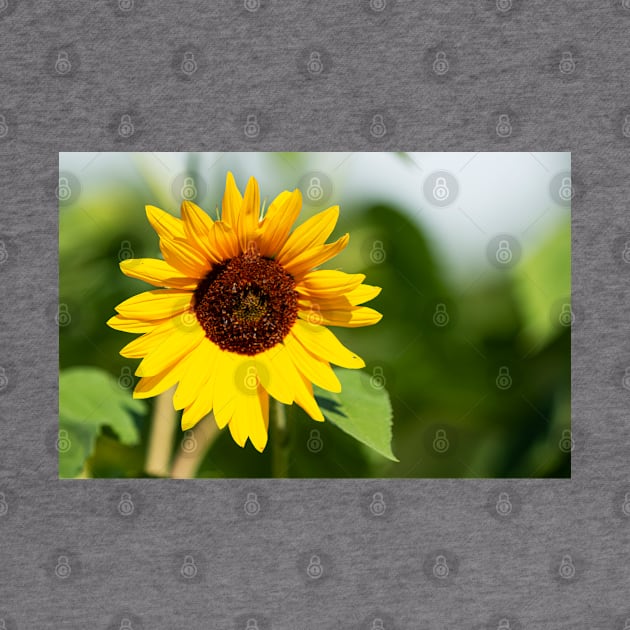 Sunflower close up by Woodys Designs